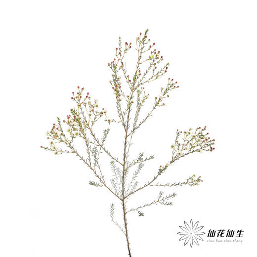 配花 | 尖头腊梅白色 商品图4