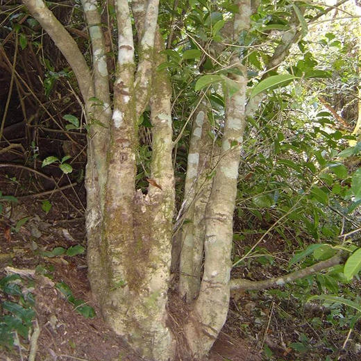 【紫茶王】野韵天成，紫气成茶 商品图4