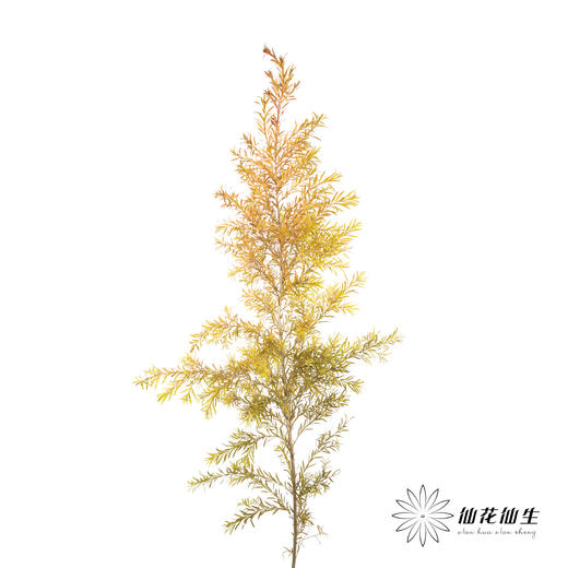 叶材 | 秋色千层金 商品图6