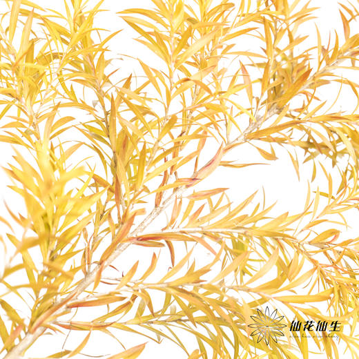 叶材 | 秋色千层金 商品图2