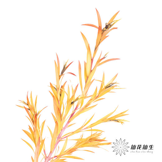 叶材 | 秋色千层金 商品图5
