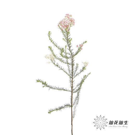配花 | 米花粉色 商品图1