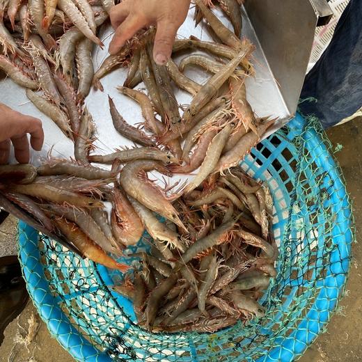 【野生大沙鲈虾】纯野生海捕，肉质鲜美、Q弹脆甜，每份净重约400克，约16—20只！ 商品图2