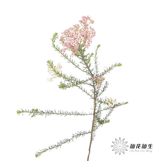配花 | 米花粉色 商品图5