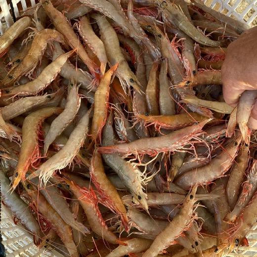 野生沙鲈虾纯野生海捕肉质鲜美q弹脆甜每份净重约250克约1619只