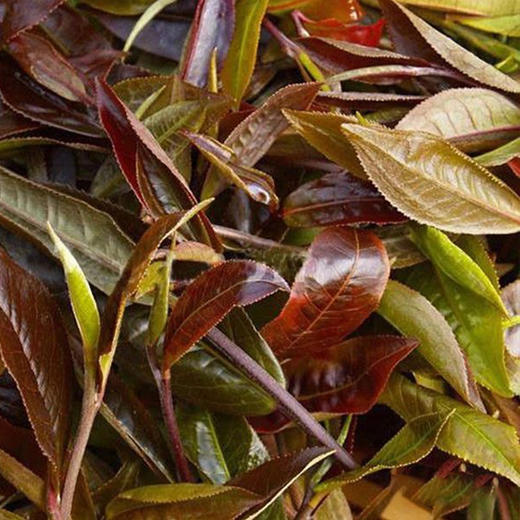 【紫茶王】野韵天成，紫气成茶 商品图1