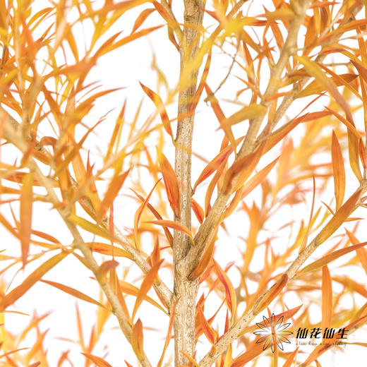 叶材 | 秋色千层金 商品图0