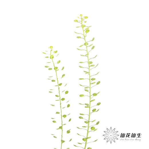 配花 | 绿铃草 商品图1