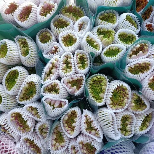 安娜菊-粉绿 10支/扎 商品图10