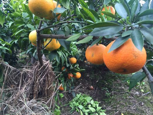 皮薄，汁多，微甜，化渣的爱媛38号杂柑 果冻橙上市啦~ 商品图4