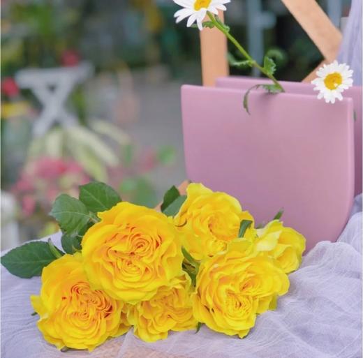 月球漫步玫瑰【我们私奔到月球，让双脚去腾空让我们去感受】简小姐精选 新品A级明媚明黄色奥斯汀玫瑰  月球漫步 9+1枝（防花损）2束包邮 下单48小时发货 商品图11