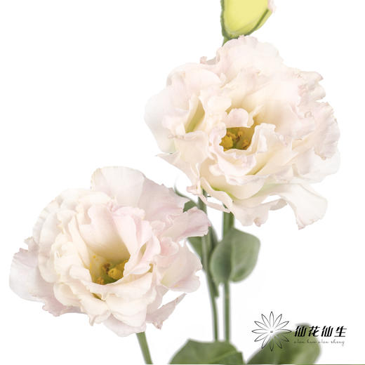 洋桔梗 | 粉香槟 商品图5