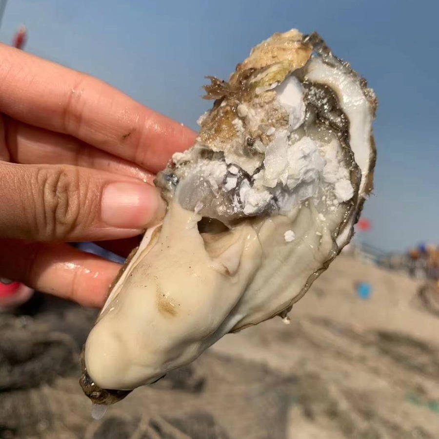黄金牡蛎/生蚝/海蛎子,薄壳小众品种,比普通品种更鲜美,外壳微黄,肉质