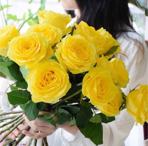 月球漫步玫瑰【我们私奔到月球，让双脚去腾空让我们去感受】简小姐精选 新品A级明媚明黄色奥斯汀玫瑰  月球漫步 9+1枝（防花损）2束包邮 下单48小时发货 商品图6