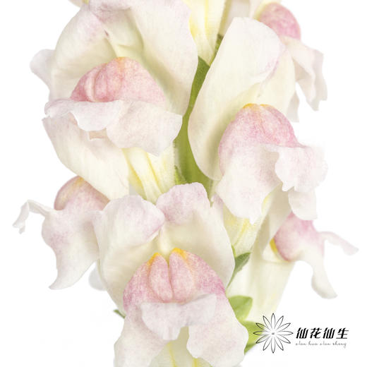 配花 | 金鱼草双色 商品图3