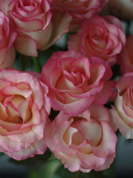 艾莎玫瑰【你生来就值得被爱，这点你无须质疑】简小姐精选 新品超稀有温柔粉色A级玫瑰 艾莎 9+1枝（防花损）2束包邮 下单48小时发货 商品图13