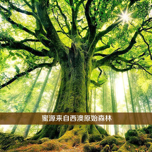 澳洲-原装进口可瑞比/KARIBEE嘉拉TA35+级红柳桉树天然活性蜂蜜【SP】 商品图6