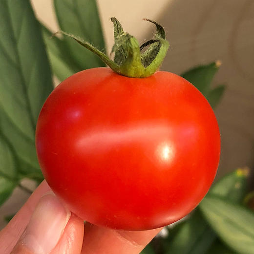 日本中玉品种温室有机番茄  |  自然成熟采摘，一颗颗均匀剔透的红，精巧可爱的扁圆，皮极其薄，用水洗洗就会裂开，吃起来绵绵糯糯的，果汁很浓很足！ 商品图0