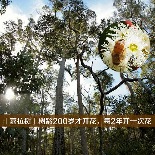 澳洲-原装进口可瑞比/KARIBEE嘉拉TA35+级红柳桉树天然活性蜂蜜【SP】 商品图5