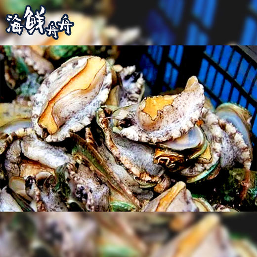 【养殖】超低温 10头/8头/7头/6头 水草吊养鲍鱼 10只/8只/7只/6只/500g 商品图1