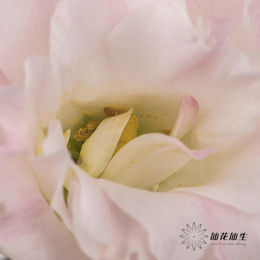 洋桔梗 | 粉香槟 商品图2