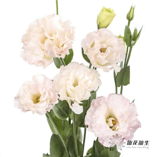 洋桔梗 | 粉香槟 商品图6