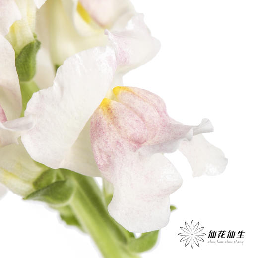 配花 | 金鱼草双色 商品图4