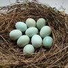 长顺 | 长顺绿壳鸡蛋30枚装  生态养殖 营养健康 正宗绿壳鸡蛋 商品缩略图3
