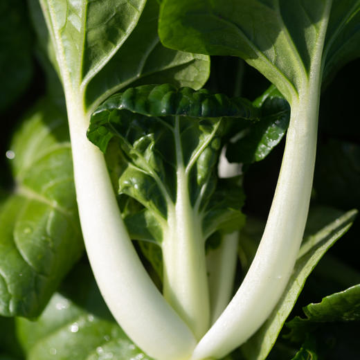 小奶白菜 商品图2