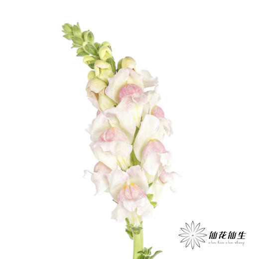 配花 | 金鱼草双色 商品图2