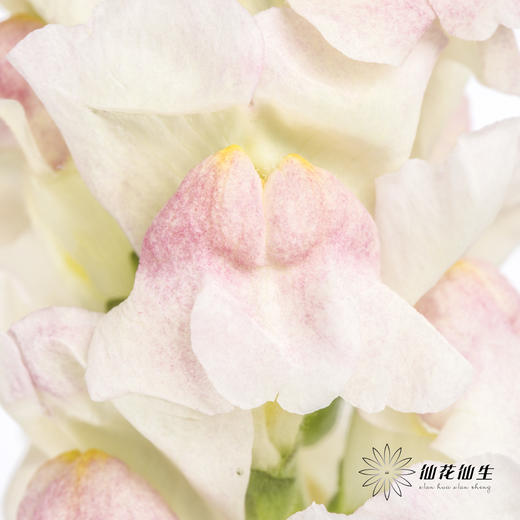 配花 | 金鱼草双色 商品图5