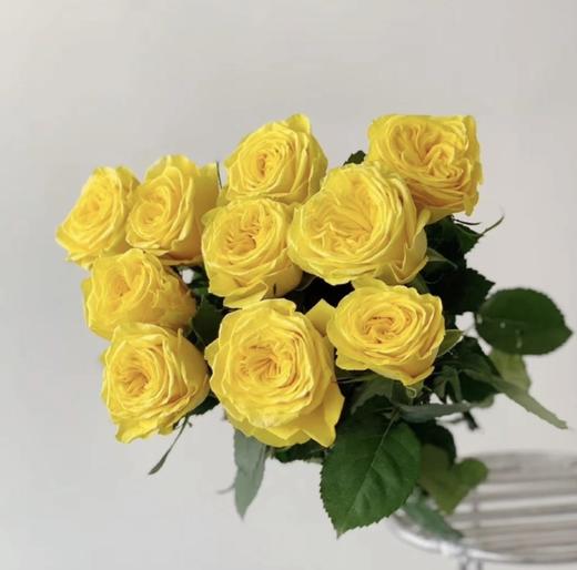 月球漫步玫瑰【我们私奔到月球，让双脚去腾空让我们去感受】简小姐精选 新品A级明媚明黄色奥斯汀玫瑰  月球漫步 9+1枝（防花损）2束包邮 下单48小时发货 商品图9