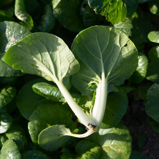 小奶白菜 商品图0