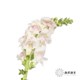 配花 | 金鱼草双色