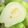 【流口水的番石榴】白心珍珠芭乐 鲜甜清脆 肉厚籽少 新鲜现摘 回味无穷 顺丰包邮 商品缩略图3