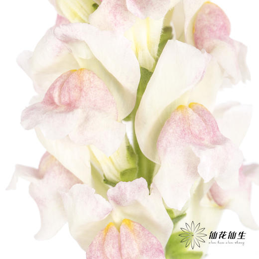 配花 | 金鱼草双色 商品图6