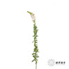 配花 | 金鱼草双色 商品缩略图8
