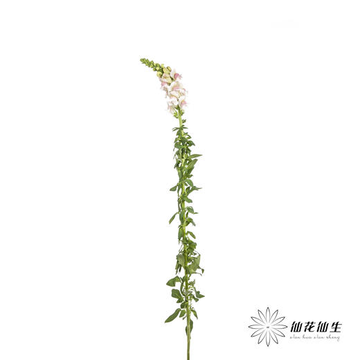 配花 | 金鱼草双色 商品图8