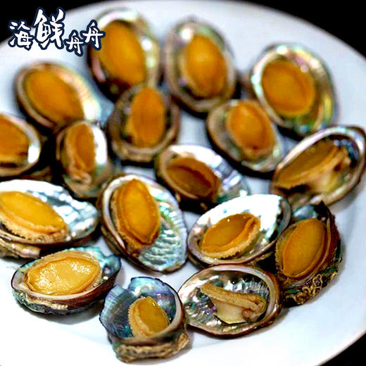 【养殖】超低温 水草小鲍鱼 约20个左右/500g 商品图6