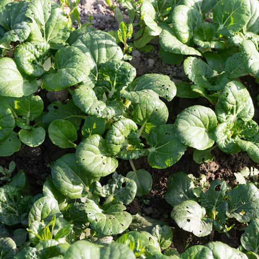 小奶白菜 商品图1