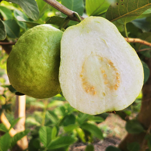 【流口水的番石榴】白心珍珠芭乐 鲜甜清脆 肉厚籽少 新鲜现摘 回味无穷 顺丰包邮 商品图6