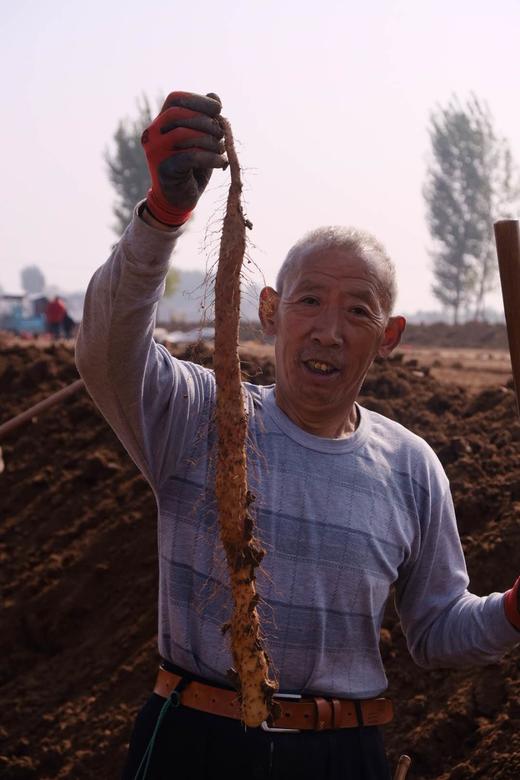 650年老字号杜盛兴2025霜降后新采无农化铁棍山药 商品图4