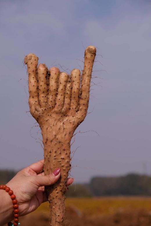 650年老字号杜盛兴2025霜降后新采无农化铁棍山药 商品图7