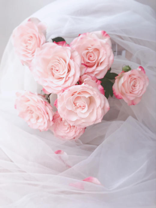 多头玫瑰折射【少女的眼，应该满怀清明大意和温柔阳光】简小姐精选 新品温柔渐变粉色多头玫瑰 折射9+1枝（防花损） 2束包邮 下单72小时发货 商品图1