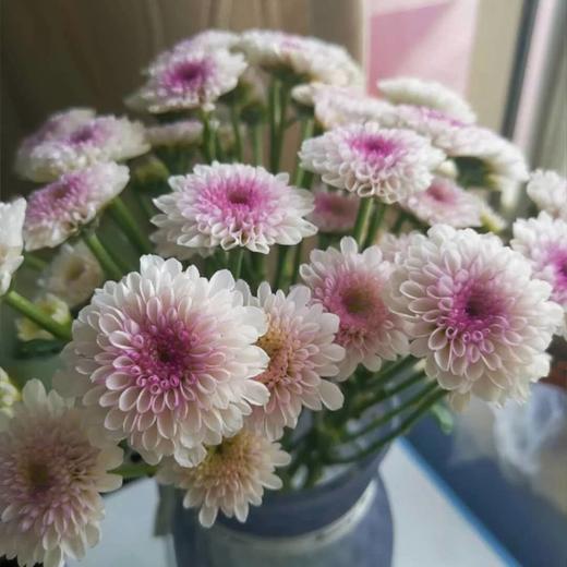 【马蒂斯.小雏菊】5支/份 第二份0.1元 花期较长约半个月