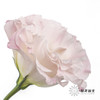 洋桔梗 | 粉香槟 商品缩略图3