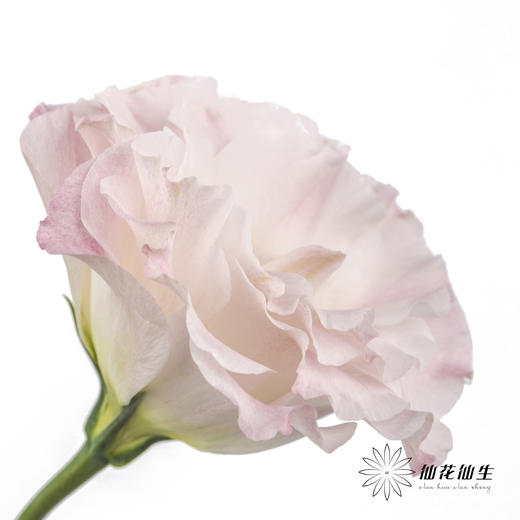 洋桔梗 | 粉香槟 商品图3