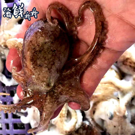 【野生】超低温 八爪鱼 章鱼（活冻去冰）400g/盒 商品图1