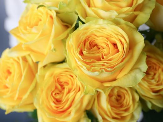 月球漫步玫瑰【我们私奔到月球，让双脚去腾空让我们去感受】简小姐精选 新品A级明媚明黄色奥斯汀玫瑰  月球漫步 9+1枝（防花损）2束包邮 下单48小时发货 商品图2