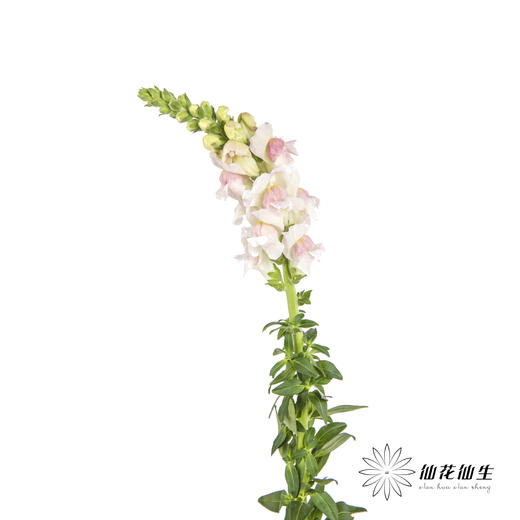 配花 | 金鱼草双色 商品图1